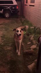 Found/Stray Male Dog last seen E Dover and bryan, Tucson, AZ 85706