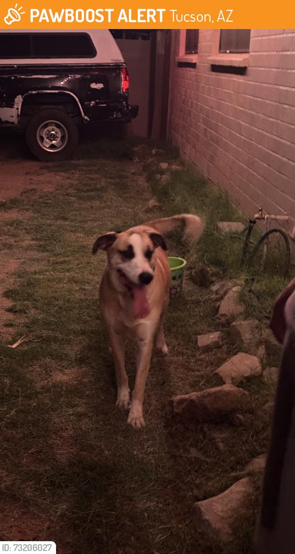 Found/Stray Male Dog last seen E Dover and bryan, Tucson, AZ 85706