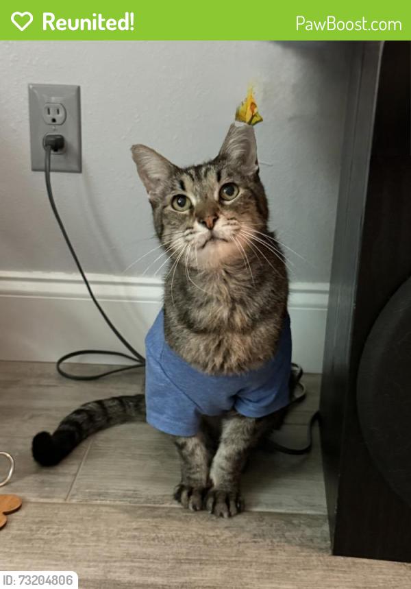 Reunited Male Cat last seen Ivanhoe and Alachua, Palm Bay, FL 32907