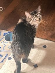 Reunited Male Cat last seen Allston/sacramento St, Berkeley, CA 94702