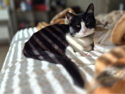 Reunited Male Cat last seen 𝐍𝐚𝐧𝐭𝐢𝐜𝐨𝐤𝐞 𝐑𝐝 & 𝐆𝐨𝐬𝐡𝐮𝐭𝐞, Apple Valley, CA 92307