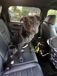 Reunited Unknown Dog last seen 57th and flavel, Portland, OR 97206