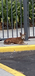Found/Stray Unknown Dog last seen Barkley apmts. Lincoln and Peregrine., Anaheim, CA 92806