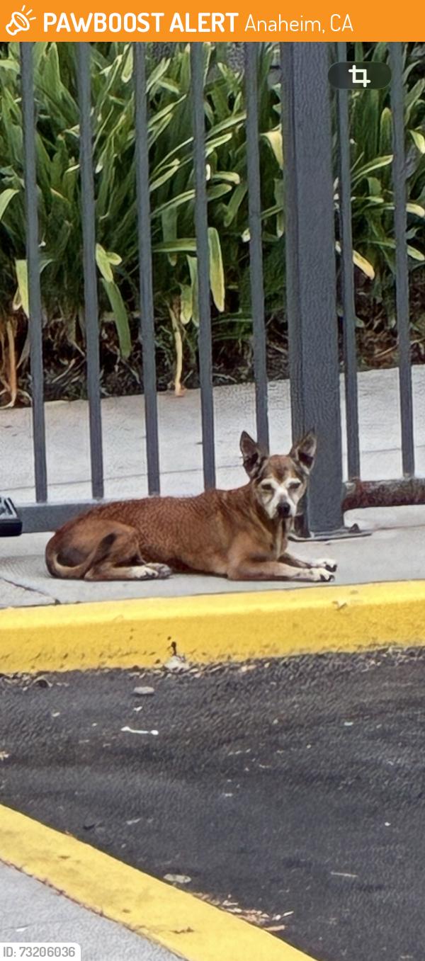 Found/Stray Unknown Dog last seen Barkley apmts. Lincoln and Peregrine., Anaheim, CA 92806