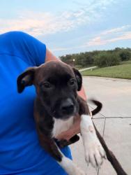 Reunited Female Dog last seen Off WW between Breaktime and Casey's in the Brooks neighborhood, Columbia, MO 65201