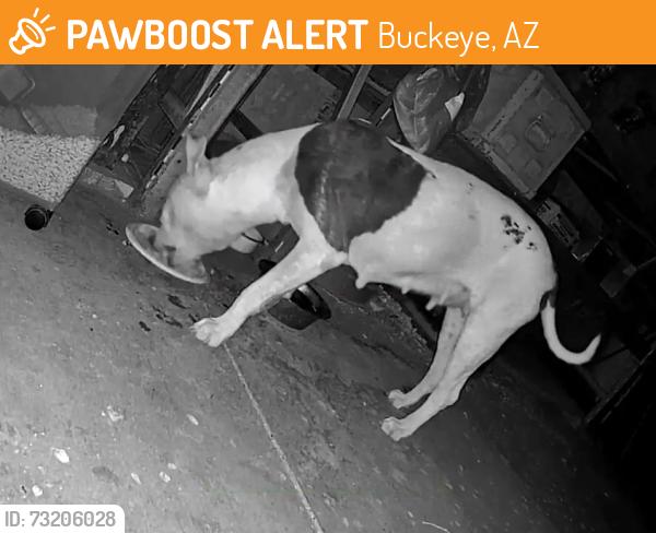 Found/Stray Female Dog last seen Beloat Rd. and Rainbow Rd., Buckeye, AZ 85326
