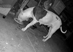 Found/Stray Female Dog last seen Beloat Rd. and Rainbow Rd., Buckeye, AZ 85326