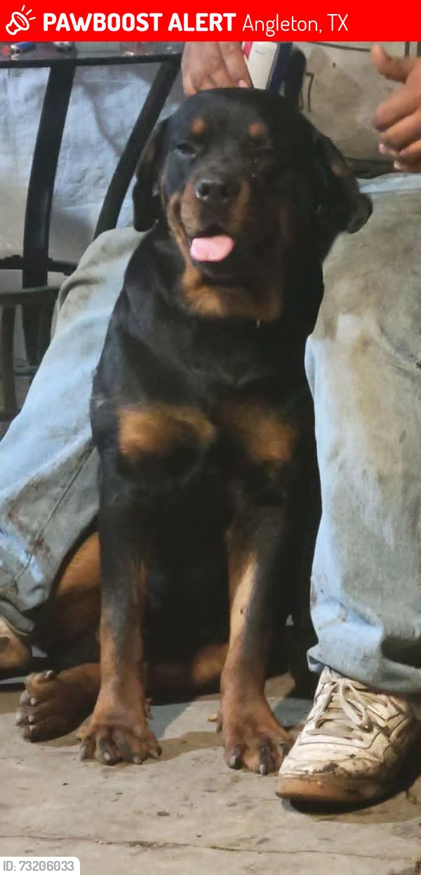 Lost Male Dog last seen Fm 521, Angleton, TX 77515