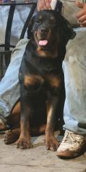 Lost Male Dog last seen Fm 521, Angleton, TX 77515