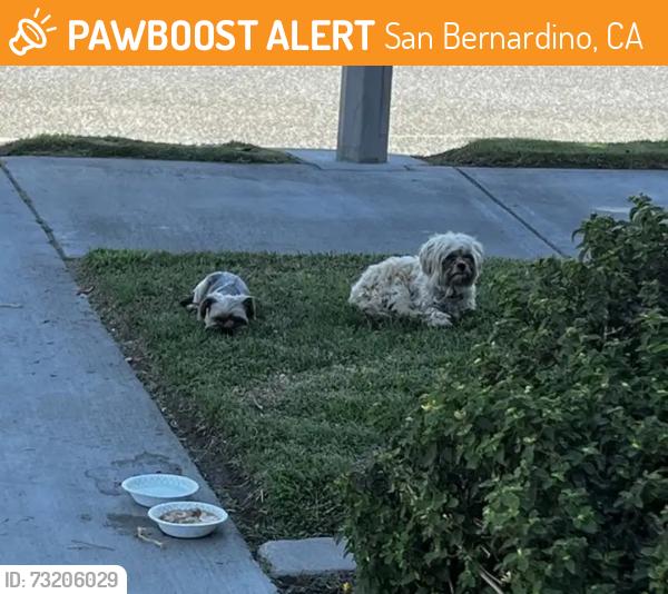 Found/Stray Male Dog last seen Chase bank, San Bernardino, CA 92407
