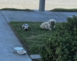 Found/Stray Male Dog last seen Chase bank, San Bernardino, CA 92407