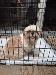 Reunited Female Dog last seen Bayview Dr & NE 26th St, Fort Lauderdale, FL 33306