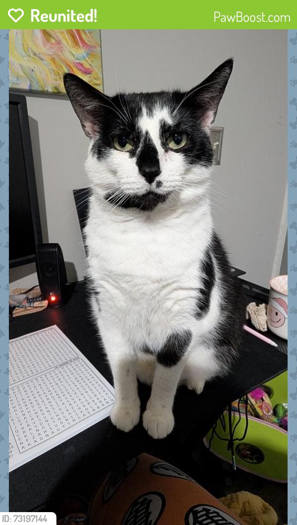 Reunited Male Cat last seen Polk Ave Johnson City Tn, Johnson City, TN 37604