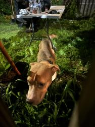 Found/Stray Male Dog last seen pimlico elementary, Baltimore, MD 21215
