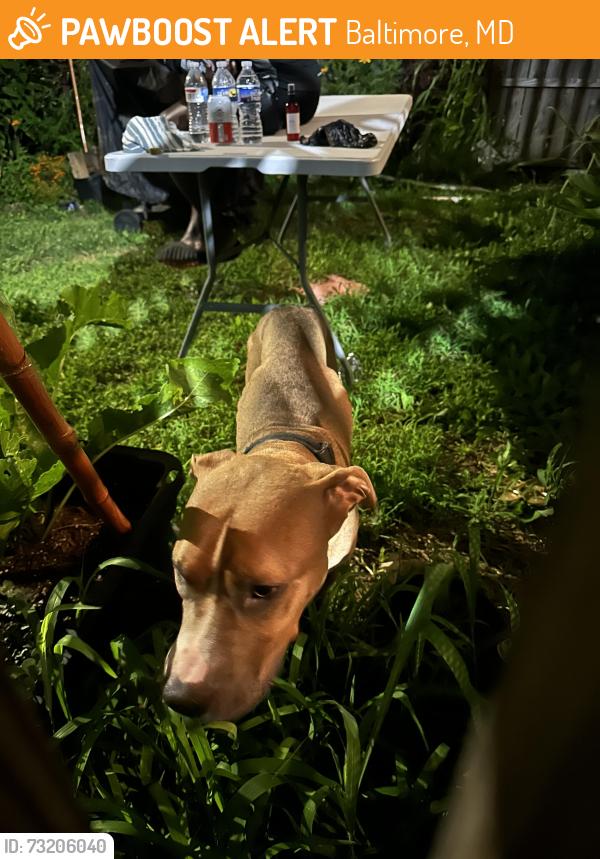 Found/Stray Male Dog last seen pimlico elementary, Baltimore, MD 21215