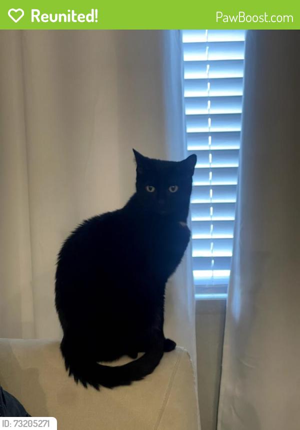 Reunited Female Cat last seen W Dover St in meridian in the cul-de-sac next to Fuller park, Meridian, ID 83642
