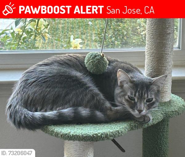 Lost Female Cat last seen San Felipe & Village parkway, San Jose, CA 95135
