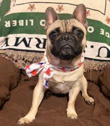 Reunited Male Dog last seen Lonesome Dove ests, Arlington, TX 76002