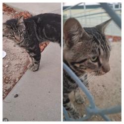 Found/Stray Male Cat last seen Torrey Pine, Murrieta, CA 92563
