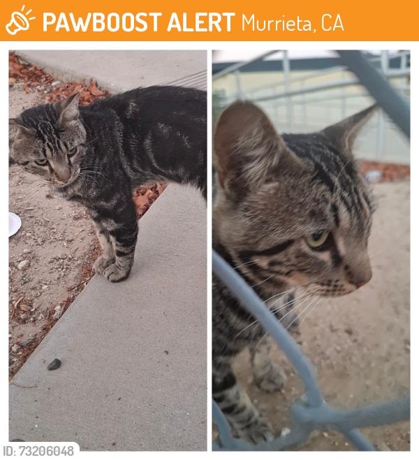Found/Stray Male Cat last seen Torrey Pine, Murrieta, CA 92563