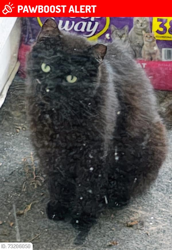 Lost Male Cat last seen Between lords creek and MJ post office, New Hanover County, NC 28412