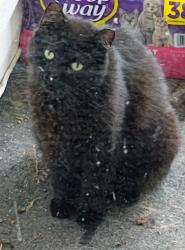 Lost Male Cat last seen Between lords creek and MJ post office, New Hanover County, NC 28412
