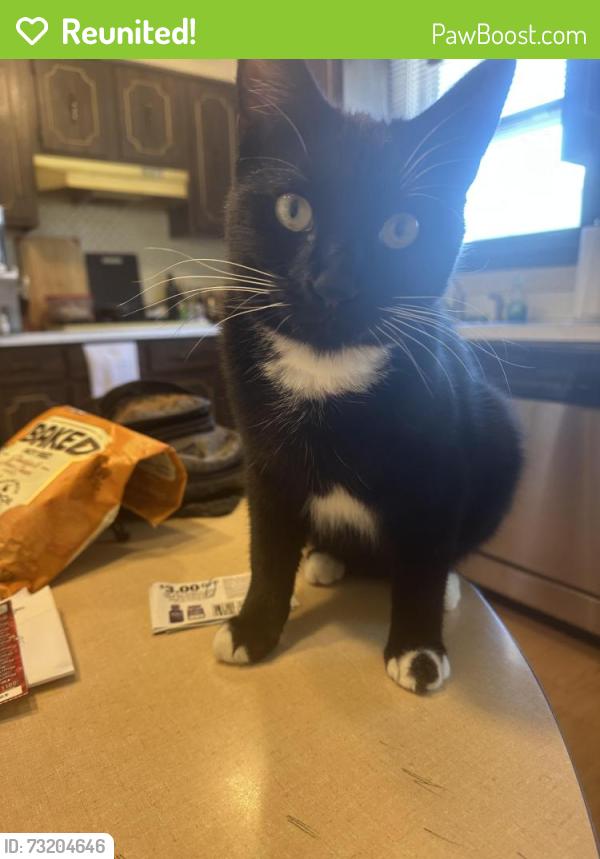 Reunited Female Cat last seen 93rd Street & 69th Avenue, Oak Lawn, IL 60453