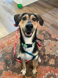 Shelter Stray Male Dog last seen Near Satellite Way Ellenwood, 30294, 30294, GA, 3280 Chamblee Dunwoody Rd, Chamblee, GA 30341, USA