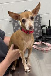 Shelter Stray Male Dog last seen Swope Pkwy & E Meyer Blvd, 64132, 64132, MO, 7077 Elmwood Ave, Kansas City, MO 64132, USA