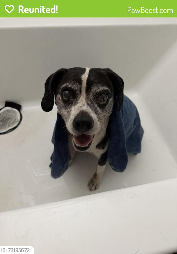 Reunited Male Dog last seen Nunez Park, San Bernardino, CA 92411