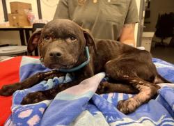 Shelter Stray Female Dog last seen Ruskin Way & E 111th Ter, 64134, 64134, MO, 7077 Elmwood Ave, Kansas City, MO 64132, USA