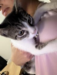 Found/Stray Female Cat last seen Ella Blvd, Houston, TX 77090