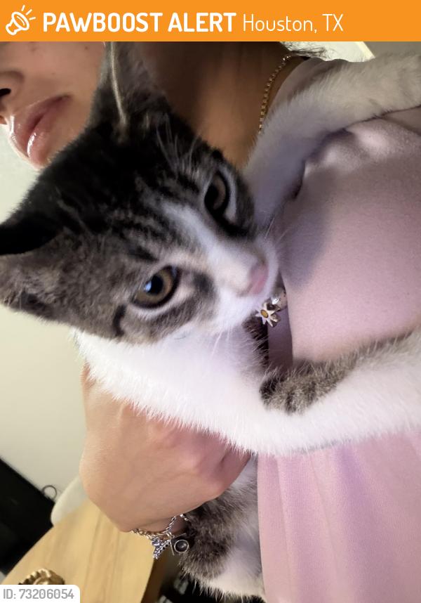 Found/Stray Female Cat last seen Ella Blvd, Houston, TX 77090