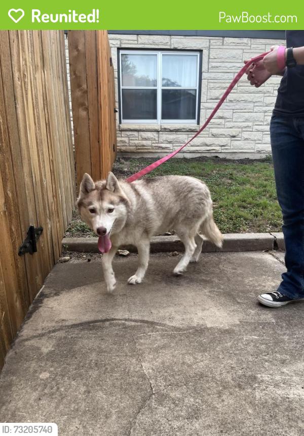 Reunited Female Dog last seen Wyndale and Dalewood Place, San Antonio, TX 78209