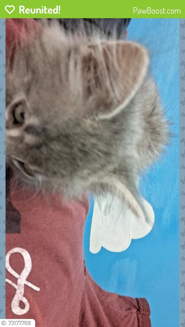 Reunited Male Cat last seen Target to safeway, Olympia, WA 98502