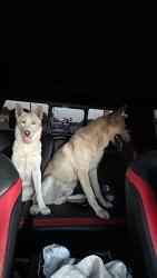 Reunited Female Dog last seen Near McComas rd Haltom city, Fort Worth, TX 76117