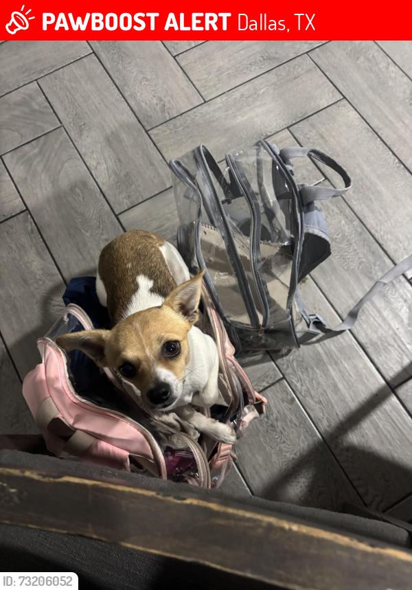Lost Male Dog last seen Jack in the 75241 area, Dallas, TX 75241