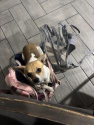Lost Male Dog last seen Jack in the 75241 area, Dallas, TX 75241