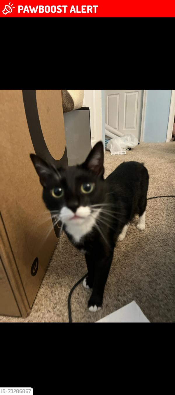 Lost Male Cat last seen Spickler road, Washington County, MD 21722