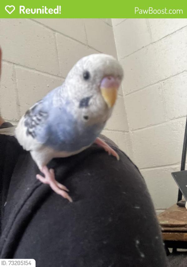 Reunited Male Bird last seen Near Ke’eaumoku St, Honolulu, HI 96822, USA, Honolulu, HI 96822