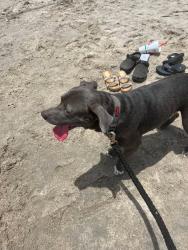 Reunited Male Dog last seen Sno ball Hiawatha Shawnee st, Corpus Christi, TX 78405
