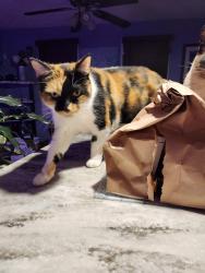 Lost Female Cat last seen Mayflower section of Wilkes-Barre, Wilkes-Barre, PA 18702