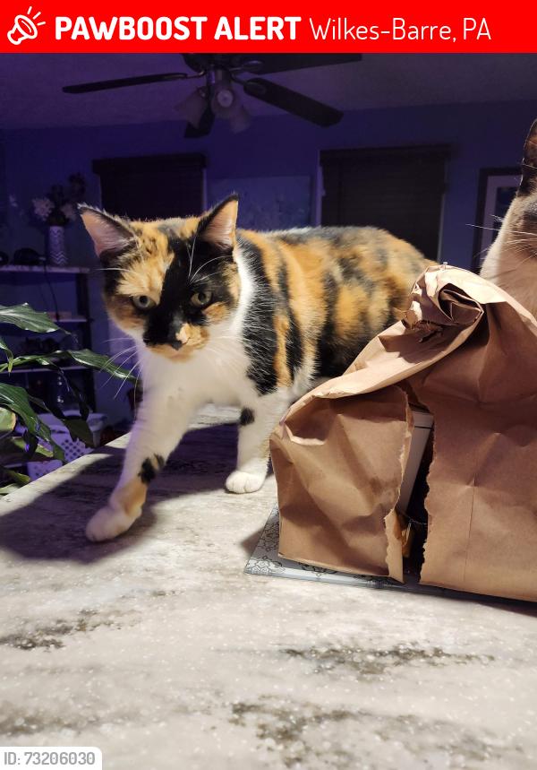 Lost Female Cat last seen Mayflower section of Wilkes-Barre, Wilkes-Barre, PA 18702