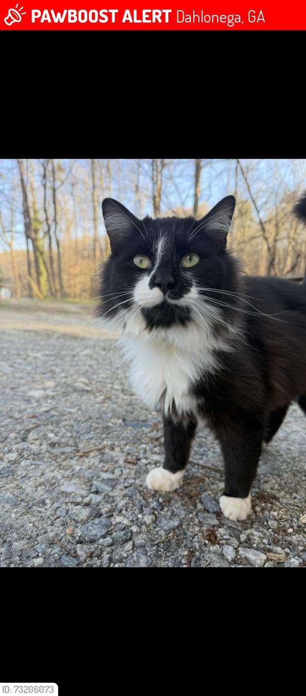 Lost Male Cat last seen Foothill Grill, Bellamy, Dahlonega Nugget, Dahlonega, GA 30533