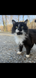 Lost Male Cat last seen Foothill Grill, Bellamy, Dahlonega Nugget, Dahlonega, GA 30533