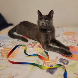 Lost Female Cat last seen Mission avenue, Oceanside, CA 92058