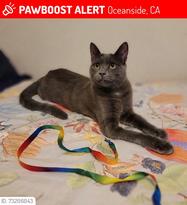 Lost Female Cat last seen Mission avenue, Oceanside, CA 92058