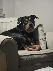 Reunited Male Dog last seen Church and Shoreview, Richmond, VA 23233