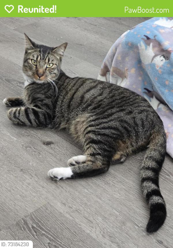 Reunited Male Cat last seen 70th Avenue, St. Petersburg, FL 33710