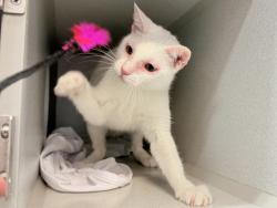 Shelter Stray Female Cat last seen found in building - 1260 Webster Ave, BRONX, NY, 10456, 326 E 110th St, New York, NY 10029, USA
